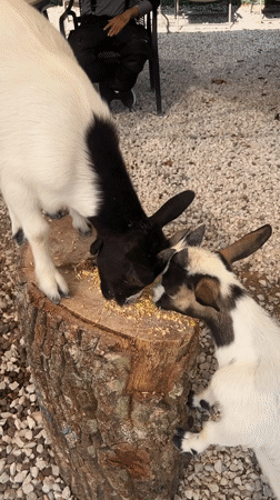 Goats on wooden platforms near Antalya's waterfront park area