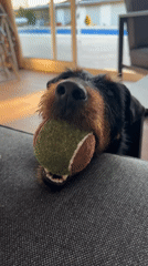Dog plays with tennis ball in Bulgarian village yard