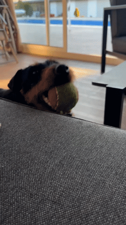 Dog plays with tennis ball in Bulgarian village yard