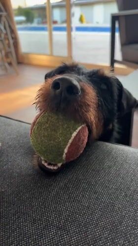 Dog plays with tennis ball in Bulgarian village yard