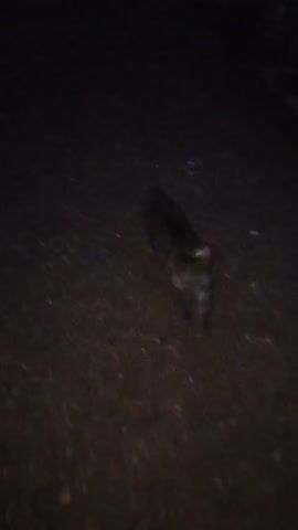 A dark video shows a blurry, dark-colored animal walking on a rough, uneven surface. The animal appears to have a white marking on its hindquarters. The lighting is very low, making it difficult to discern details.
