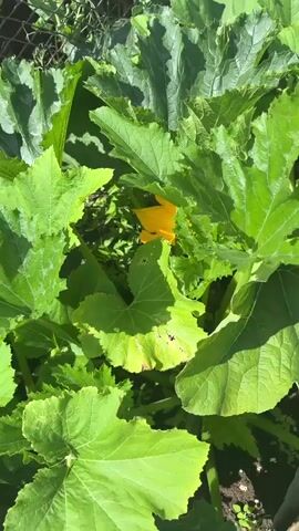 The video shows a close-up view of a vibrant yellow squash blossom surrounded by large, green leaves. The blossom is partially obscured by the foliage, with the camera moving slightly to reveal more of its delicate petals. A small, unopened squash bud is visible in the background. The lighting suggests an outdoor setting, likely a garden, with dappled sunlight creating shadows on the leaves. The focus is entirely on the plant and its bloom, with no people or other animals present.