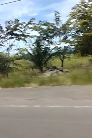 The video shows a view from a moving vehicle, likely a car or motorcycle, looking out the side window. The camera is angled slightly downwards, capturing the road surface in the foreground, which appears to be paved. To the right of the road, there is a grassy shoulder with some vegetation. Beyond that, there is a lush green landscape with various types of trees, including palm trees and what appear to be banana trees. The trees are dense and form a thick foliage. In the background, there is a large, open grassy field under a partly cloudy sky. There are also some power lines visible overhead. The motion of the vehicle causes the scenery to blur, creating a sense of speed and movement. The overall impression is of a rural or tropical environment.