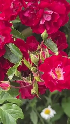 A close-up video shows clusters of bright red roses with some white accents in the center. The roses are on a climbing vine, with green leaves and buds visible. In the background, out of focus, are other green foliage and some smaller white flowers, possibly daisies. The video pans slowly across the roses, showing their delicate petals and intricate details. The lighting is natural, suggesting it was filmed outdoors during the daytime. The overall impression is of a lush, vibrant garden scene.