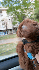Poodle enjoys car ride with window down in Montenegro
