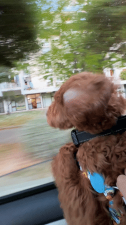 Poodle enjoys car ride with window down in Montenegro