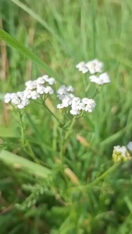 A close-up shot focuses on a cluster of small white flowers with feathery green leaves and stems against a blurred background of green grass. The lighting suggests it is daytime, likely outdoors in a natural setting. The camera remains stationary throughout the short clip.