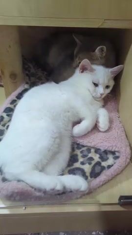 A white cat is lying on a pink, leopard-print blanket. Another cat is visible behind the white cat. They are in a wooden structure.