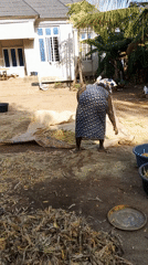Rural daily life activities captured in Akwanga Nigeria