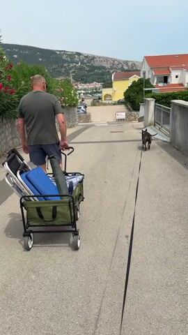 A man walks up a paved street while pulling a green wagon filled with beach chairs and other items. A black dog on a leash walks ahead of the man. The street is lined with houses and vegetation, and a mountain is visible in the background.