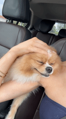 Woman pets Pomeranian dog in car in Pazardzhik