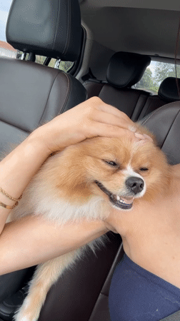 Woman pets Pomeranian dog in car in Pazardzhik