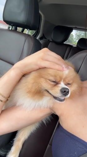 Woman pets Pomeranian dog in car in Pazardzhik