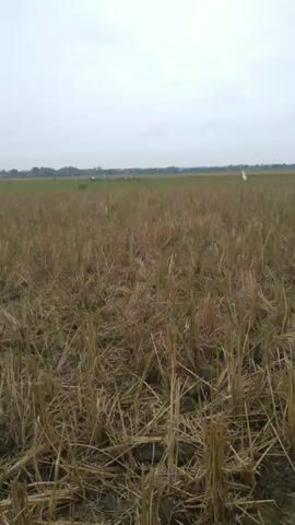 The video shows a field of rice stubble under an overcast sky. The stubble is dry and brown, with some green shoots still visible. In the distance, a line of trees marks the horizon. There are a couple of white objects in the distance, possibly flags or pieces of cloth. The camera is stationary, and there is no sound.