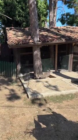 A large bird, possibly a peacock, stands near a tree that grows through the roof of a wooden structure. The structure has a tiled roof and wire mesh sides, suggesting it might be an enclosure for animals. Several smaller birds are also present on a stone patio in front of the enclosure. The environment appears to be outdoors, with trees and grass visible in the background, under a clear sky.