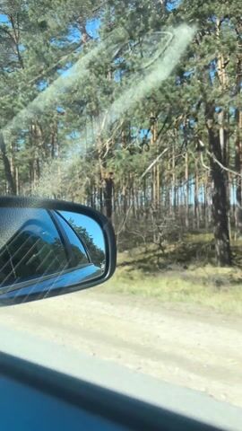 The video shows a view from inside a moving car, looking out the driver's side window and at the side mirror. The car is traveling along a road that runs adjacent to a pine forest. The forest is dense with tall pine trees and a ground cover of dry grass and leaves. The sky is blue and visible through the trees and in the reflection of the side mirror. A road sign with the number 26 on it is visible on the side of the road, partially obscured by the pine trees. The car appears to be moving at a moderate speed.