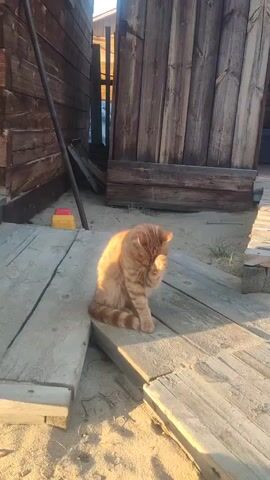 The video captures an orange tabby cat sitting on a wooden walkway in an outdoor setting. The cat is predominantly ginger with darker stripes, and it is actively grooming itself, licking its front paw and then rubbing its face with the wet paw.

The setting appears to be a sandy area, possibly a yard or a pathway, with wooden planks forming an elevated walkway. On either side of the walkway, there are wooden structures, resembling fences or simple buildings, creating a narrow passage. A small, toy-like object with yellow and red colors is visible on the sand in the background to the left. A dark pole leans against the wooden structure on the left side.

The lighting suggests late afternoon or early morning, with a warm, golden sunlight illuminating the scene, casting long shadows and highlighting the cat's fur. The cat is bathed in this golden light, enhancing its color. The overall atmosphere is tranquil and natural. Given the provided context, the location is Khuzhir, Russia.