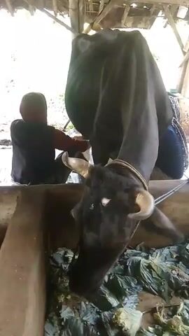 This video shows a person milking a cow. The person is sitting on the ground to the left of the cow, with their hands on the cow's udder. The cow is standing in a feeding trough filled with green leafy vegetables. The scene appears to be in an outdoor or semi-outdoor structure with a thatched roof. The cow is black and has horns. The person is wearing a dark colored shirt and a head covering.