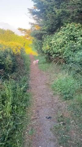A small dog, possibly a French Bulldog, wearing a pink harness, walks away from the camera on a dirt path. The path is flanked by dense green foliage on both sides. In the background, the path leads towards a bright, sunlit area with yellow and green trees. The sky is visible at the top, with some clouds. The overall scene depicts a peaceful outdoor setting, possibly a trail or a park, during daylight.