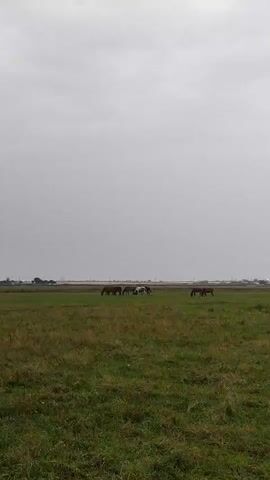 The video shows a pastoral scene on a cloudy day. A group of five horses are grazing in a wide, green field. The horses are of various colors, including brown, black, and white. In the distance, a flat horizon line suggests a rural or agricultural area, with some faint structures or trees visible. The sky is overcast with a uniform gray color, indicating a dull or possibly impending weather change. The camera is positioned low to the ground, emphasizing the expanse of the field and the grazing animals. The focus is on the natural environment and the relaxed activity of the horses.