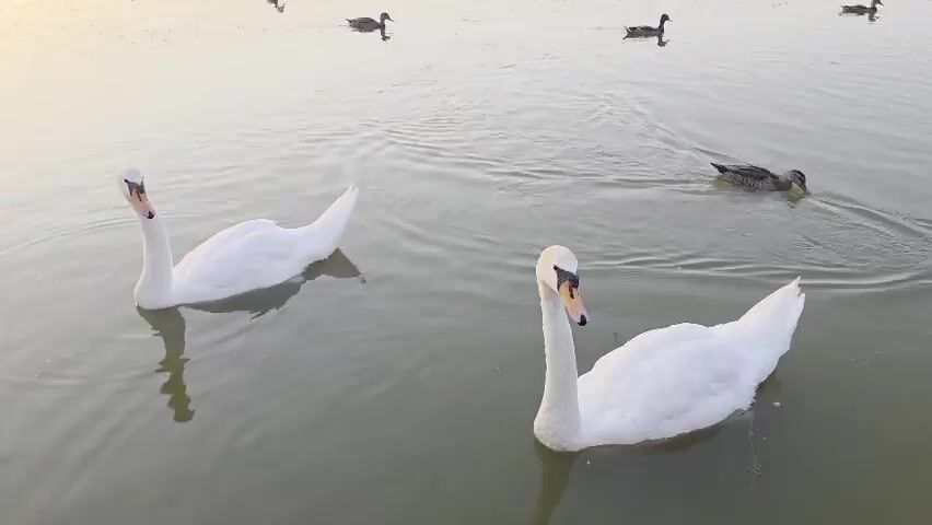 This media file captures a serene lake scene at dusk in Holíč, Slovakia. The primary subjects are two majestic white swans gracefully gliding across the calm water in the foreground. In the background, several ducks are scattered across the lake, also swimming. The setting is a tranquil lake surrounded by lush greenery and trees on the far bank, with a hint of residential buildings and larger structures visible beyond.

The time of day is clearly evening, as indicated by the soft, warm glow of the setting sun, which casts a gentle light and creates beautiful reflections on the water's surface. The sky appears clear, suggesting pleasant weather. The overall mood conveyed is one of peace and natural beauty. There is no visible text in the media file.