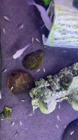 A school of tiny, pale fish swims around two submerged rocks and a decorative log in a dimly lit aquarium. The larger adult fish, also pale, swim near the log. Some of the smaller fish are clustered around the rocks. The substrate of the aquarium appears to be dark sand or gravel. Green aquatic plants are visible in the upper left corner of the frame.