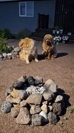Backyard bonfire night in Kempelevo with dogs and garden details