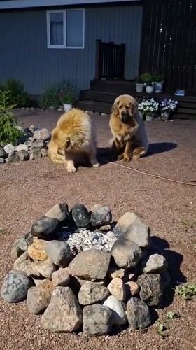 Backyard bonfire night in Kempelevo with dogs and garden details