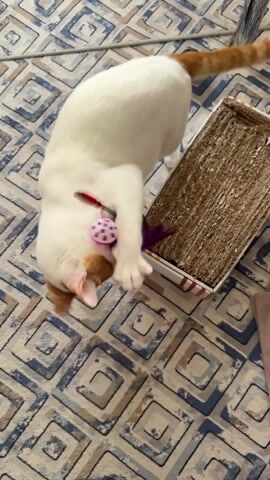 The video shows a white cat with orange markings on its head and tail playing with a toy on a patterned blue and beige rug. The cat is batting at a red wand toy with a pink ball and purple feathers attached to it. Next to the cat is a cardboard cat scratching pad. The cat rolls around on the rug while playing with the toy.