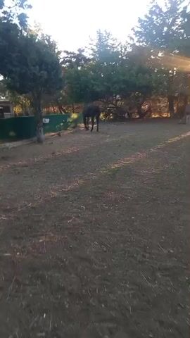 The video opens with a wide shot of a grassy area with trees and a fence in the background. A dark-colored horse is visible in the middle ground, standing still. The sun is setting, casting long shadows and a warm glow over the scene. The camera slowly pans to the right, and the horse shifts its weight and looks towards the camera. The video ends with a close-up shot of the horse's hindquarters.