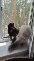 Cats spend morning windowsill watching and resting indoors