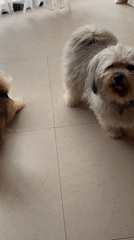 Two mixed-breed dogs relaxing on tile in Kuta Selatan