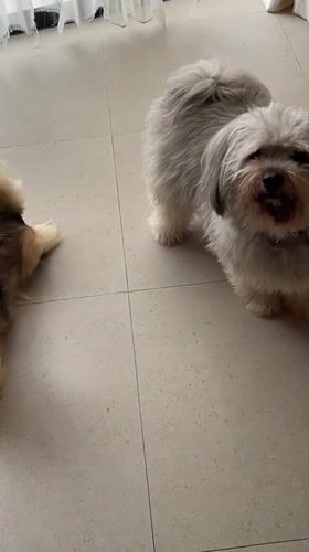 Two mixed-breed dogs relaxing on tile in Kuta Selatan