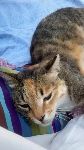 A calico cat is lying down on a striped pillow with its head resting on it. The cat's eyes are partially closed, and it appears to be relaxed. The cat is on a blue towel.