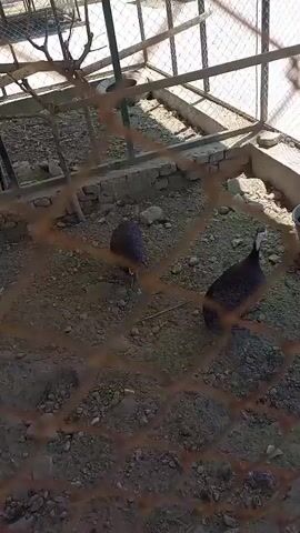 A person walks through a fenced-in area containing several guinea fowl. The ground is covered with dirt and gravel. There are wooden structures and metal cages within the enclosure. The guinea fowl are mostly stationary, with one perched on a wooden platform. The video appears to be taken during daylight hours.