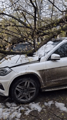 Fallen tree crushes Mercedes SUV in Khimki residential area