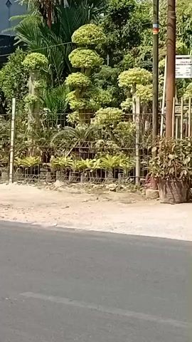 A paved road runs in the foreground, leading to a sandy shoulder. Behind the shoulder is a metal fence, and beyond the fence are rows of potted plants and trees. Several of the plants are shaped like miniature trees with rounded canopies. Behind the plants is a building with a blue facade and a white section. Some of the plants are covered with a black tarp. The scene appears to be a plant nursery or garden center. The video is shot from a moving vehicle.