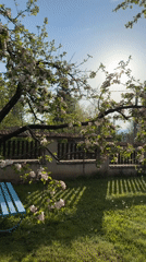 Spring blooms documented in Bistritsa backyard garden
