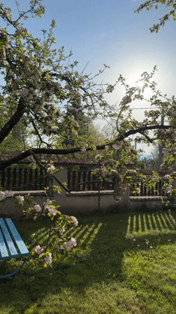 Spring blooms documented in Bistritsa backyard garden