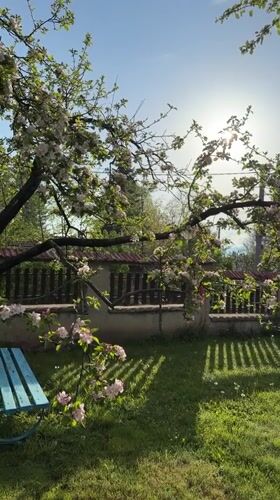 Spring blooms documented in Bistritsa backyard garden