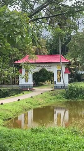 The video shows a pond of murky water, surrounded by green grass and dense foliage. On the far side of the pond, houses are visible on a small hill, half-hidden among palm trees and other vegetation. Closer, on a small platform in the water, a golden Buddha statue sits in a meditative posture. The entrance to what appears to be a temple or sacred space is marked by an ornate gate, painted white with a red roof, and adorned with golden figures.