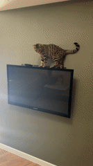 Domestic morning scenes captured in Votkinsk apartment
