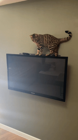 Domestic morning scenes captured in Votkinsk apartment