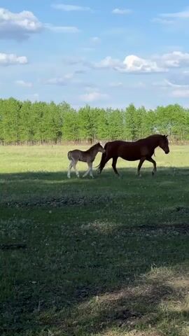 In a medium shot, a light brown foal walks in the tall grass beside a dark brown mare that is also walking in the same direction. The perspective is from a lower position, in the shade, overlooking the sunny field. The background is a dense tree line under a bright blue sky with scattered clouds. The camera pans slightly to the left to reveal a single brown horse running diagonally from right to left. The camera then pans slightly to the left and lingers on a lone brown horse walking in the grass.