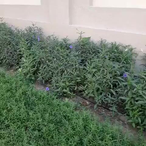 The video begins with a close-up of dense green ground cover vegetation. As the video progresses, the camera pans to the right, revealing a larger bed of leafy green plants with scattered small purple flowers growing alongside a light-colored wall. The wall appears to be part of a building, with visible windows and architectural details. The ground cover continues to be visible in the foreground, and a paved walkway can be seen on the far left edge of the frame towards the end of the clip. The lighting suggests it is daytime.