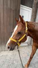 Brown horse in yellow halter, gravel yard, Estaimpuis