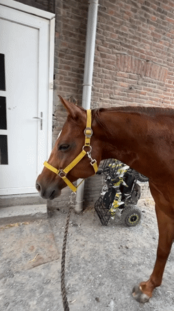 Brown horse in yellow halter, gravel yard, Estaimpuis