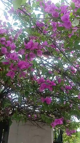The video shows a close-up view of a flowering vine with bright pink blossoms and green leaves, hanging over a light-colored wall. The camera is positioned below the vine, looking upwards through the branches and flowers. The lighting suggests it is daytime. The vine is dense and bushy, with many clusters of flowers. Some thin branches are visible, weaving through the foliage. The wall is textured and appears to be made of concrete or stucco. In the background, parts of a dark structure and some other greenery can be seen. The overall impression is of a lush, vibrant plant in an outdoor setting.