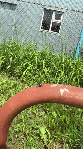 A close-up shot focuses on a large black fly perched on a thick, curved, red-painted metal pipe. The pipe appears to be weathered, with some white paint chips visible. Behind the pipe, lush green grass and weeds grow abundantly. In the background, a grey, corrugated metal building with a small, square window is visible, with a chain-link fence in front of it. A blue vertical pipe or pole is also present to the right of the building. The fly is the central subject, its iridescent blue-black body clearly defined against the red surface of the pipe. The overall scene suggests an outdoor, possibly overgrown, environment.