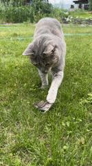Kittens, cats, birds, and ants: a full house in Khomutovo